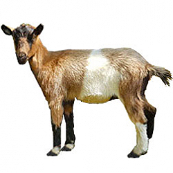 Swedish Landrace Goat